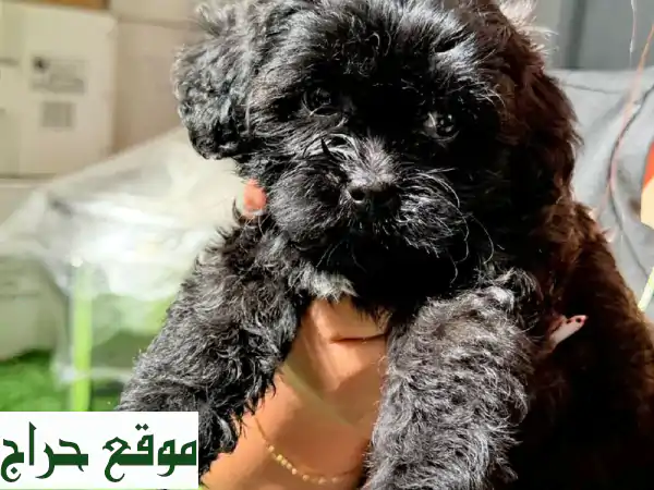 جرو توي بودل أنثى ساحرة للبيع في أبوظبي | شهرين،...