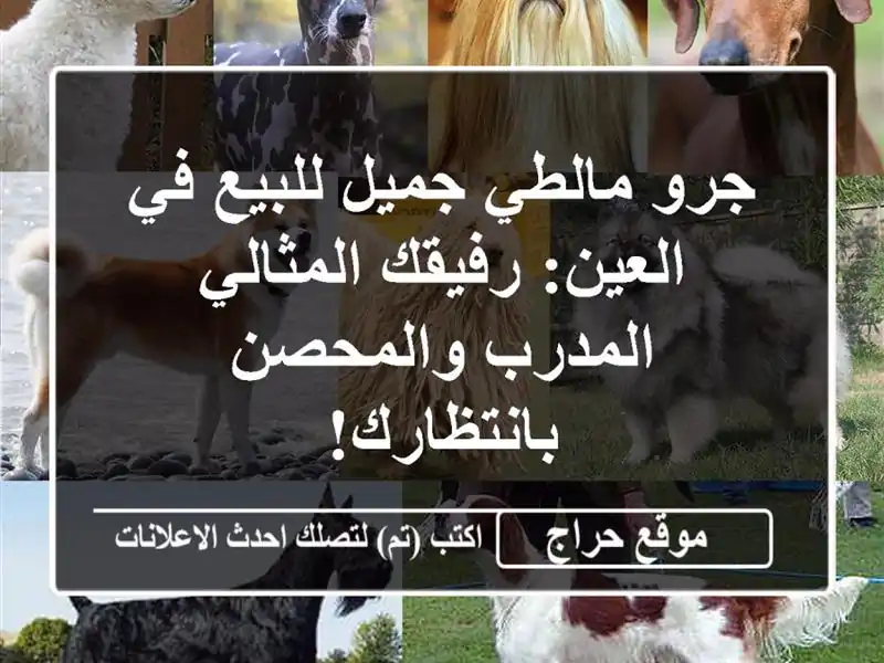 جرو مالطي جميل للبيع في العين: رفيقك المثالي...