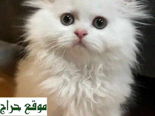 شينشيلا بيضاء مُستوردة (شهرين) - مُدربة ومُطعّمة | جواز سفر وميكروتشيب