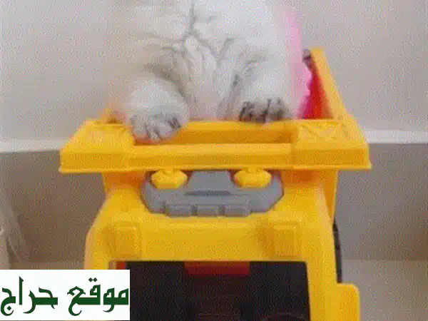 🐱✨ فرصة لا تفوت! قطة سكوتش فولد أنثى بيور للبيع | لعوبة ومدربة 1.5 شهر | رفيقتك المثالية بانتظارك!