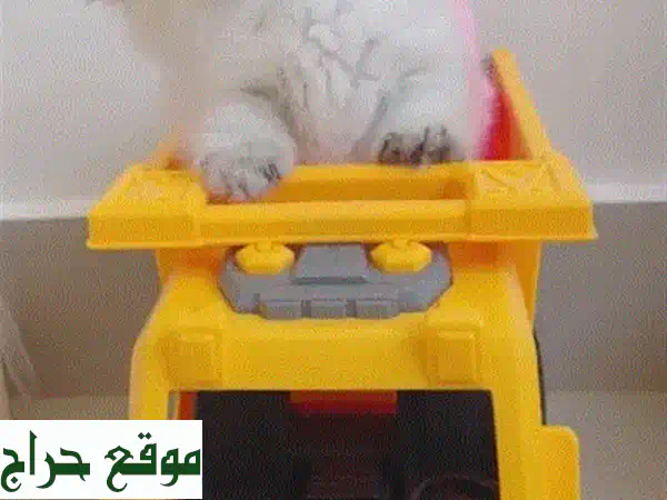 🐱✨ فرصة لا تفوت! قطة سكوتش فولد أنثى بيور للبيع...