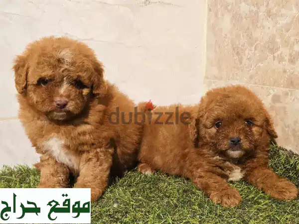 كلاب بوميرانيان، بودل، وشيتزو نقية مع جواز سفر!  سعر يبدأ من 50$