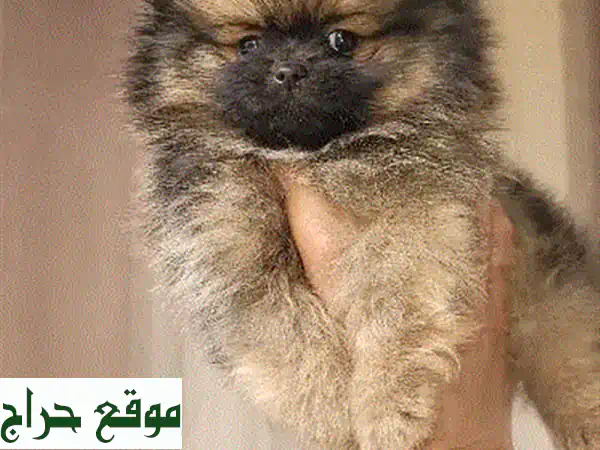 كلب بوميرانيان صغير الحجم - وجه لعبة - جودة عالية - متوفر الآن!