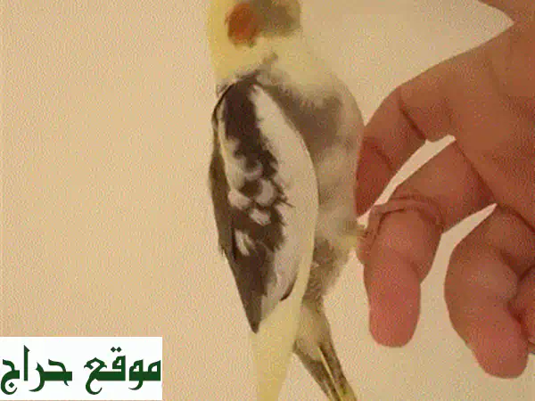 كروان إيزابيل ذكر - صوت نقيّ، طائر فريد! (فطام كامل)