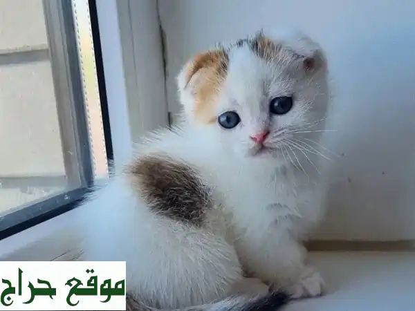 قطط مونشكن صغيرة، أليفة وذات تربيه منزلية مميزة!