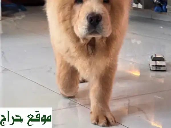 كلب تشاوتشاو فرويّ، لعوب، وصحيّ - 3 أشهر فقط!...