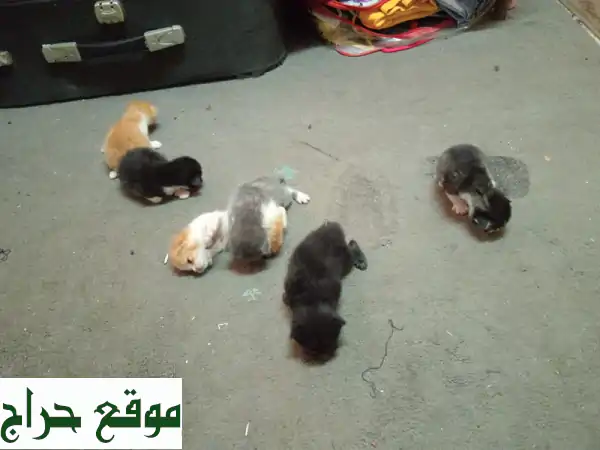 قطة أمّ شجاعة و6 قطط رقيقة تبحث عن بيوت دافئة!