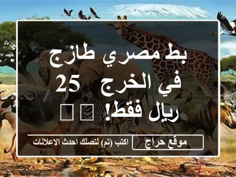 بط مصري طازج في الخرج - 25 ريال فقط! 🇪🇬