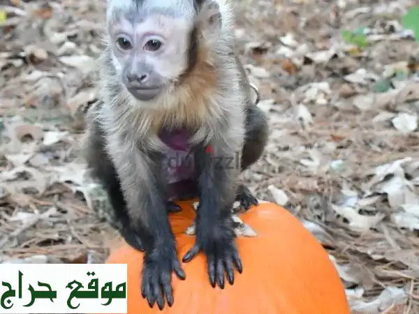 Capuchin Monkeysu002 Fu002 F Whatsapp +97455937699