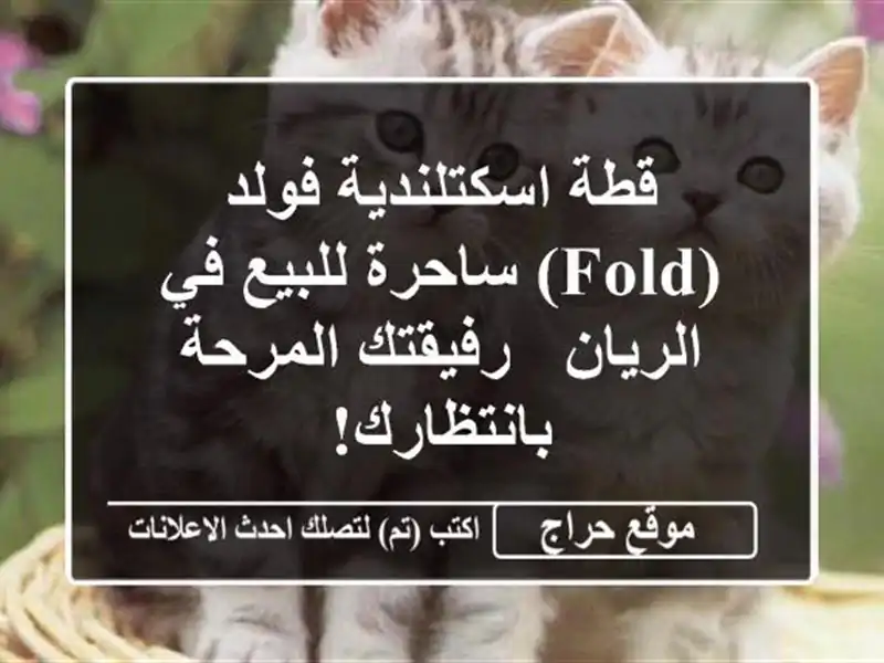 قطة اسكتلندية فولد (Fold) ساحرة للبيع في الريان -...