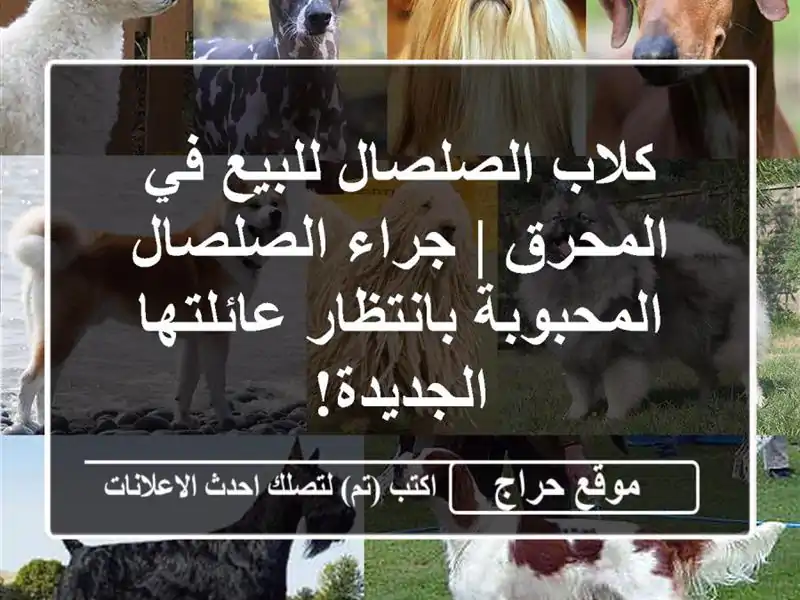 كلاب الصلصال للبيع في المحرق | جراء الصلصال...