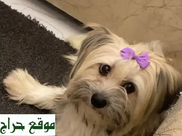 كلبة مالتيزر رائعة للبيع: رفيقة الأحلام تنتظرك! 🐶 تواصل واتساب الآن!