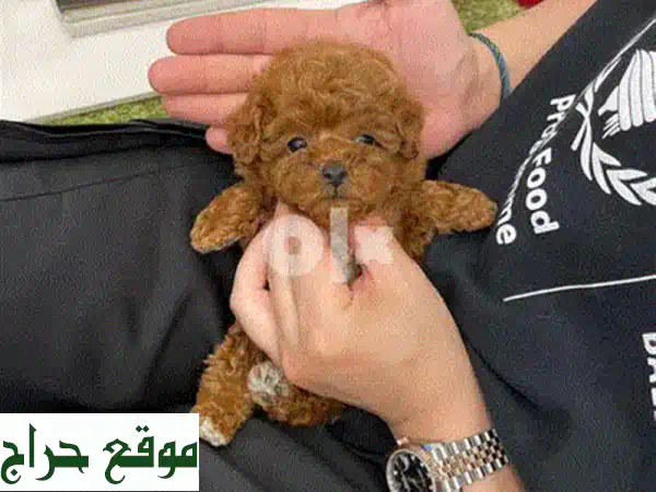 مينى بودل للبيع 🐾: 4 جراء رائعة (ذكور وإناث) بـ400 د.ب. | جواز سفر ولقاح!