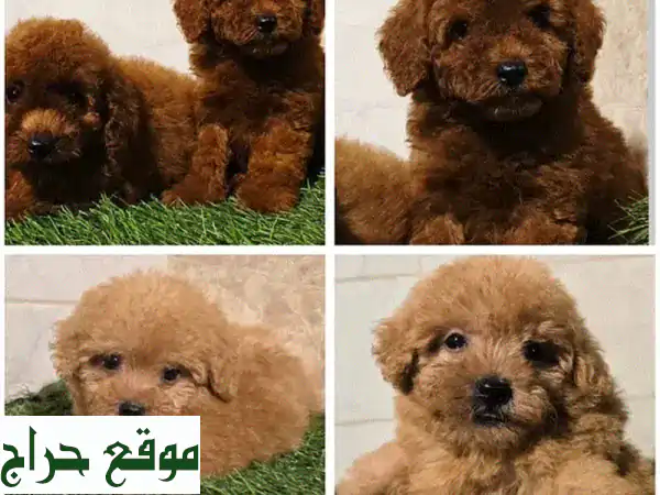 مينى بودل للبيع 🐾: 4 جراء رائعة (ذكور وإناث) بـ400 د.ب....