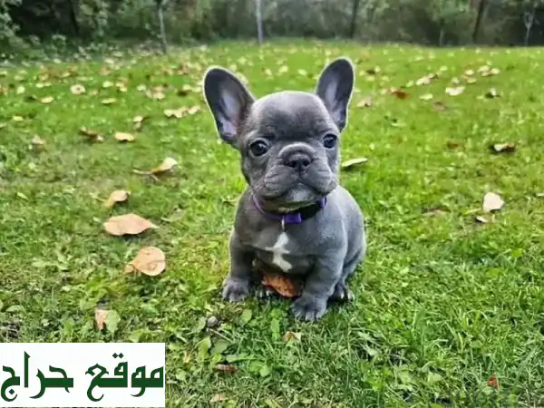 جرو فرنش بولدوج أزرق وميرل فاخر للبيع | 6 أسابيع،...