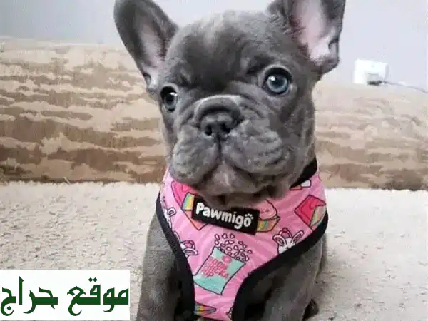 جرو فرنش بولدوج أزرق وميرل فاخر للبيع | 6 أسابيع، مطعم وجاهز لمنزلك!