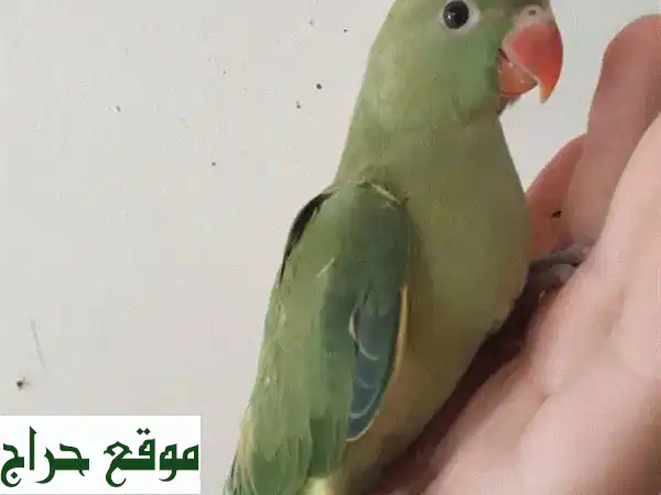 فرخ درة هندي مروض ومفطوم - رفيقك الجديد الرائع!