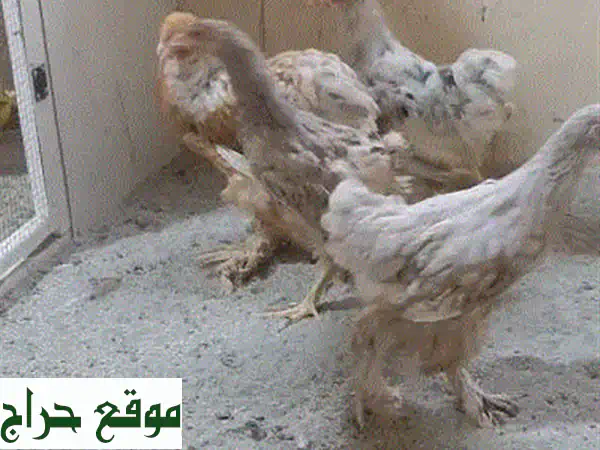 براهمة وكوشن: حمام نظيف وجميل بلون الدجاج! 🍋