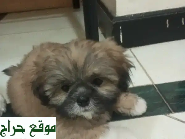 جرو شيح تزو × لاباسو مرح!  (ذكر، عمر شهر) بحاجة لصديق كلب!