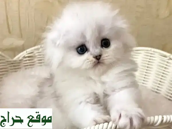 قطة مونشين رائعة - أنيقة وصحية وجاهزة لمنزل جديد!