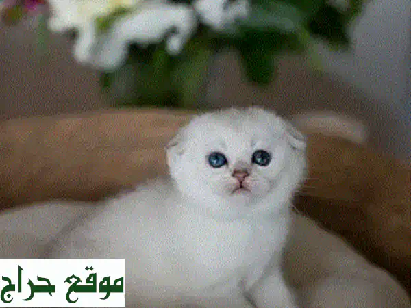 قطة مونشين رائعة - أنيقة وصحية وجاهزة لمنزل جديد!