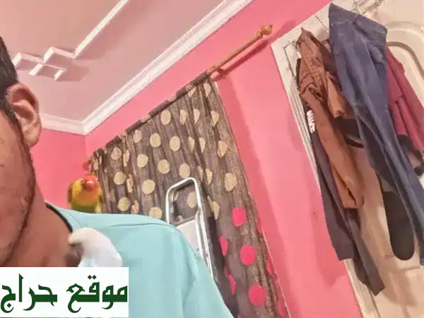 حمامة وردة أنثى مؤدبة تماماً وحمام فيشر ذكر شبه مؤدب...