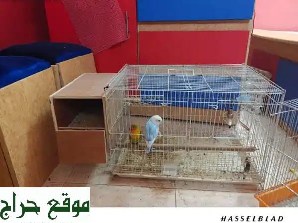 حمامة وردة أنثى مؤدبة تماماً وحمام فيشر ذكر شبه مؤدب - فرصة مميزة!