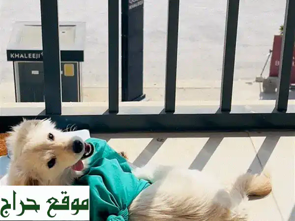 تبني بابلز: كلبة لعوبة تبحث عن بيتها الدائم!