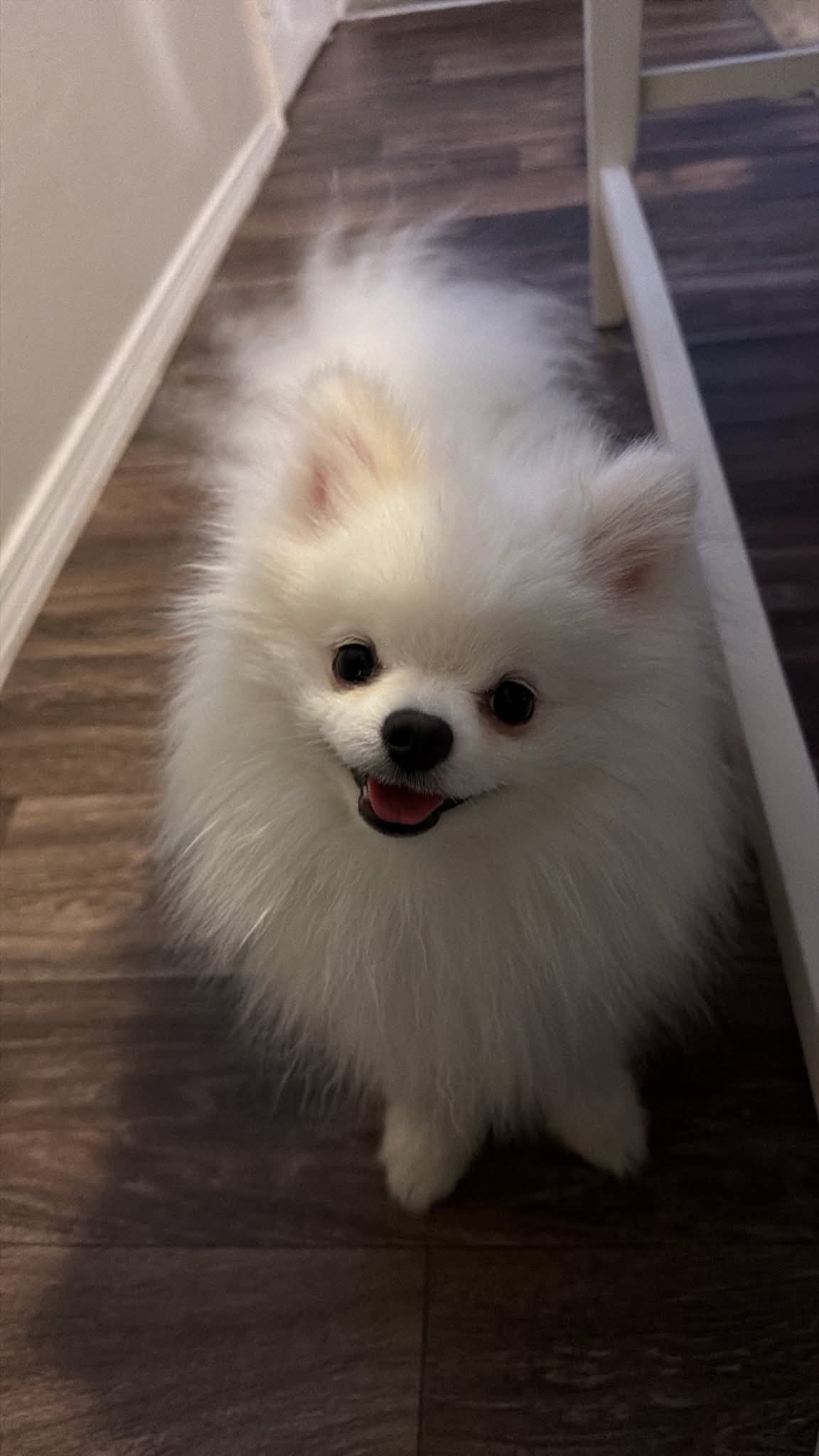 Adorable Pomeranian pup for adoption 2