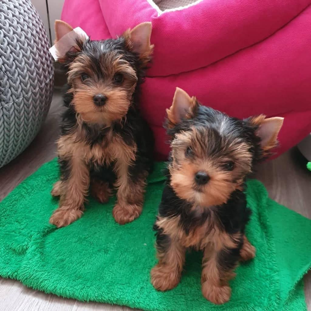 Yorkie puppies available for rehoming 2