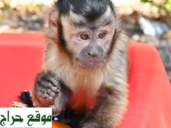 فرصة نادرة: قرود كابوشين صغيرة أليفة ومدربة |...