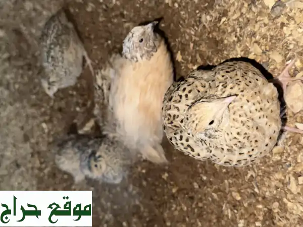 سمان للبيع: صحي 100% ومحصن من مزرعة هيت | سارع...