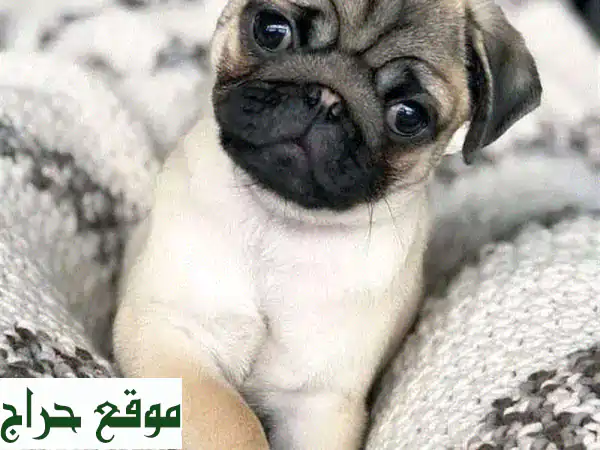 جرو بَاغ صغير للبيع: كلاب بَاغ مستوردة أليفة...
