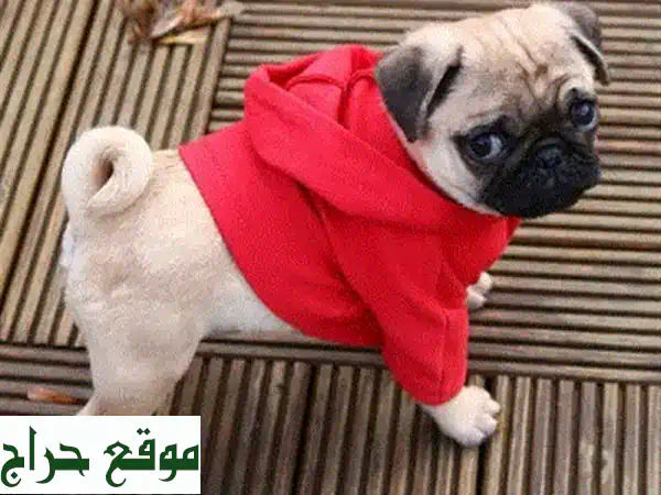 جرو بَاغ صغير للبيع: كلاب بَاغ مستوردة أليفة وجاهزة لمنزلك! رفيقك المثالي ينتظر.