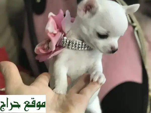 Tiny Chihuahua Pure Puppy Availableu002 F dog كلاب