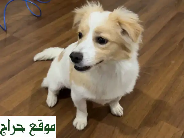 كلبة جميلة للتبني: رفيقة لعبك المثالية بانتظارك!