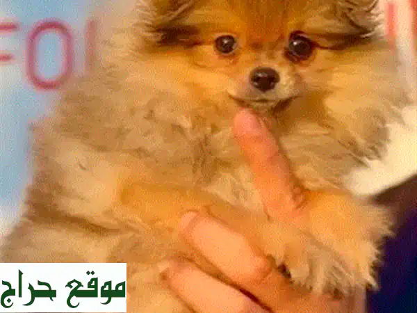 Tiny Chihuahua Pure Puppy Availableu002 F dog كلاب