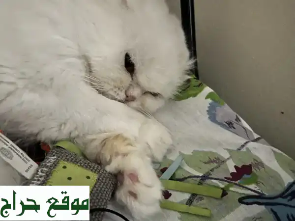 تبنى قطة إنقاذ لطيفة: قلب محب يبحث عن منزل دافئ (قرب المطار)