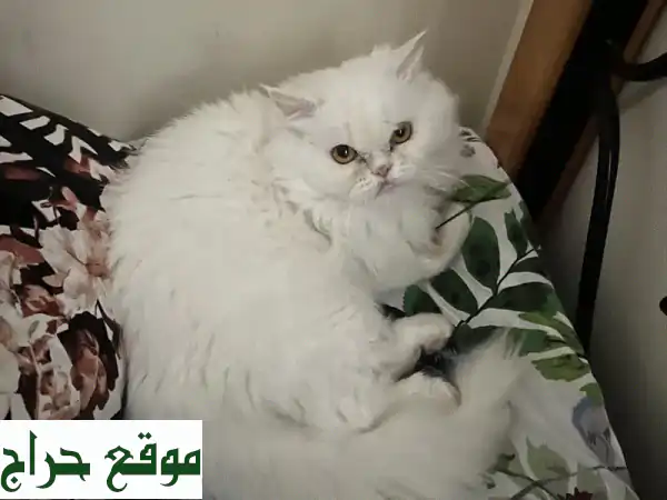 تبنى قطة إنقاذ لطيفة: قلب محب يبحث عن منزل دافئ...