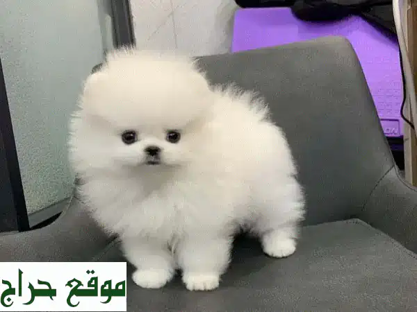 جرو بوميرانيان تيكاب فريد للبيع 🐾 مدرب ومنزلي |...
