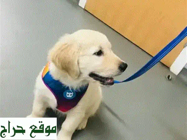 جرو بوميرانيان تيكاب فريد للبيع 🐾 مدرب ومنزلي | صديق لعائلتك