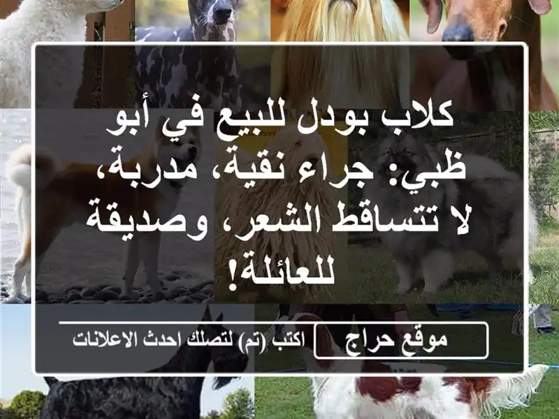 كلاب بودل للبيع في أبو ظبي: جراء نقية، مدربة، لا...