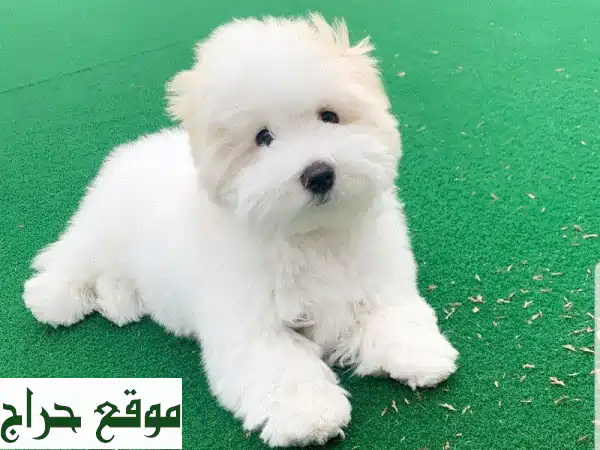 كلاب للبيع: جرو كوتون دي تولير أبيض ساحر (3 أشهر) -...