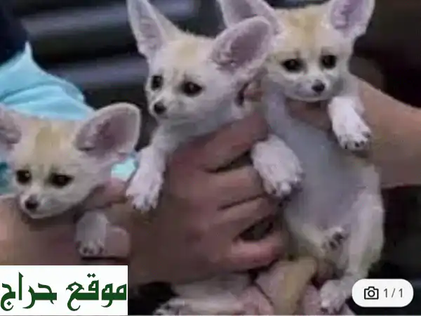 ثعلب الفنك الصحي والساحر بانتظارك! حيوان أليف...