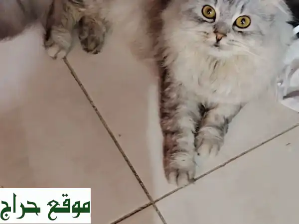 فرصة لا تعوض! قط شيرازي/فارسي ذكر (سلفار) – 9 شهور – هادئ ولعوب بكامل أغراضه