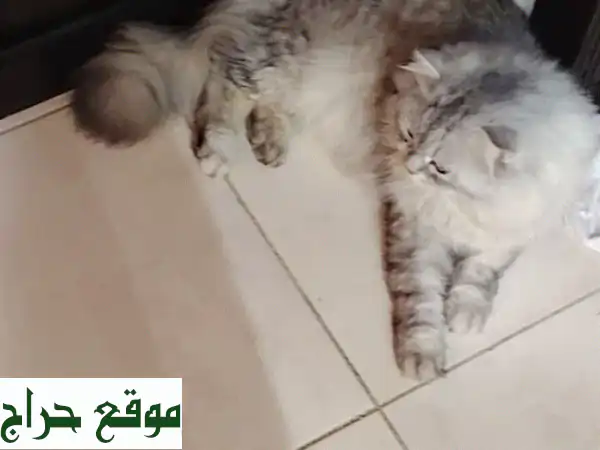 فرصة لا تعوض! قط شيرازي/فارسي ذكر (سلفار) – 9 شهور...