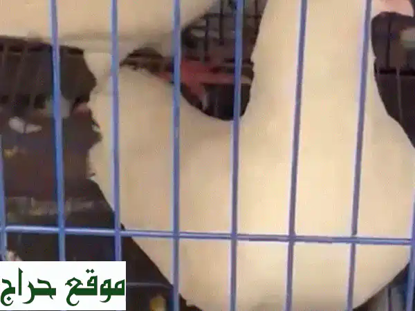 حمام لاحم فرنسي للبيع: سلالة ممتازة لإنتاج وفير!...