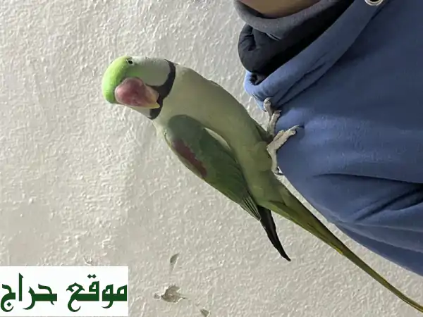 للبيع: درة نبالي ذكر أليف ومتكلم في الرياض |...