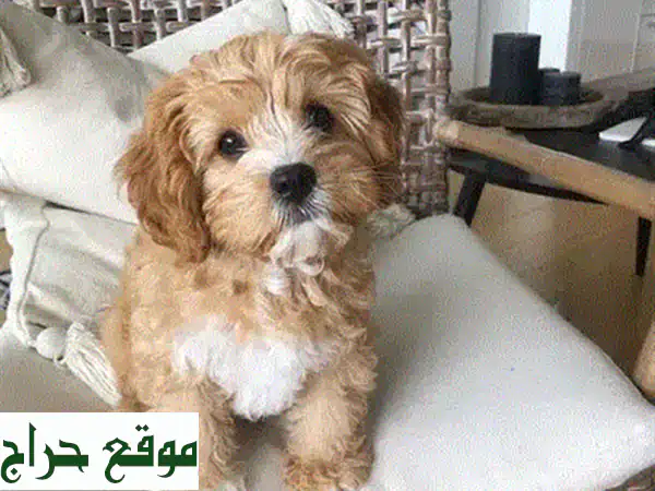 ميني جولدندودل مستورد للبيع: جرو بعمر شهرين وجاهز للمنزل! (لبنان والعالم) 3
