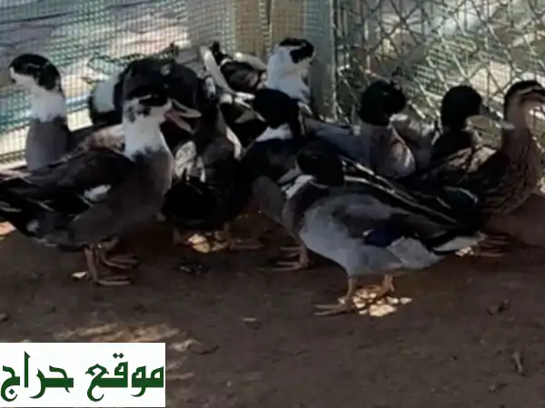فرصة ذهبية: 20 بطة (طيار وفرنسي أبيض) بياضة للبيع بسعر لا يصدق! جاهزة للإنتاج